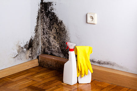 10 Things Smart Homeowners Should Know about Mold Dangers