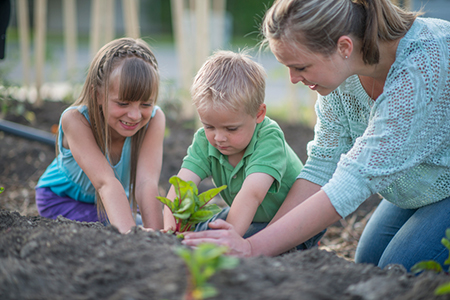 Secrets to Having a No-Till Garden