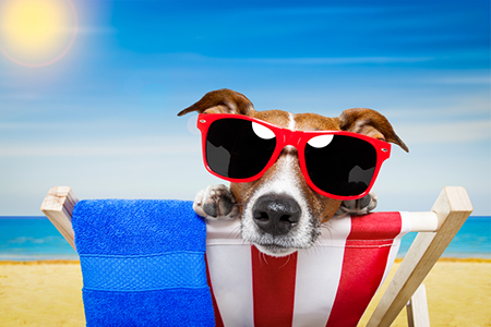 Keeping Your Dog Safe during Summer Months