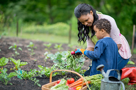 Fixing Vegetable Garden Failures