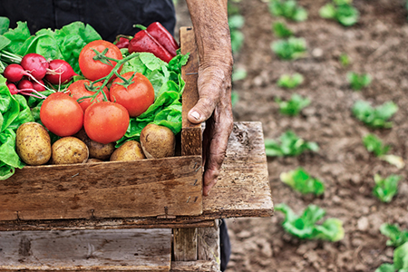 Diggin’ In: Cooler Days and Nights, Ripe for Vegetable Garden