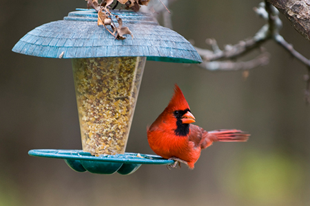 Diggin’ In: Finding Feeders for Feathered Friends