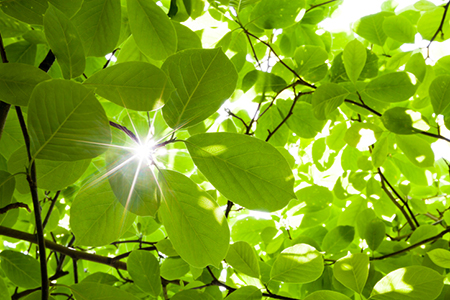 The 2017 Color of the Year Is Fresh…and Prehistoric