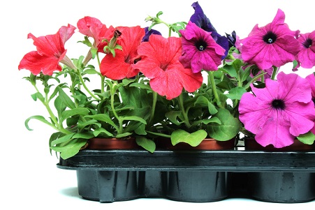 Get Busy Now and Make the Most of Annuals