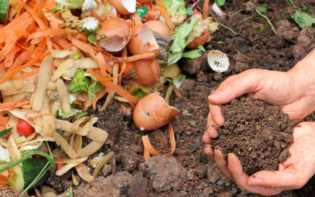 4 Reasons You Should Compost