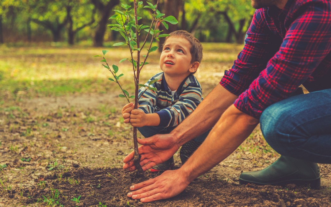 6 Tips for Planting Healthier Trees