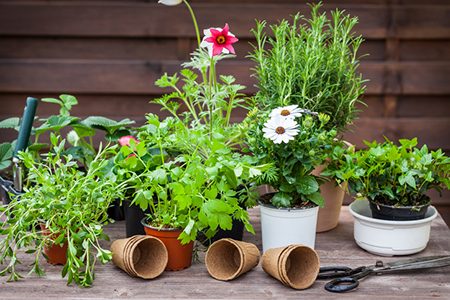 Gardening for Your Small Deck or Patio