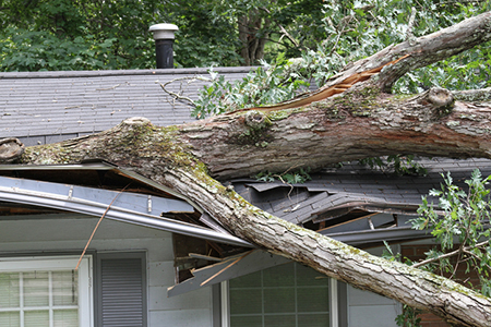 Real Estate Q&A: Can I Get My Neighbor to Pay for Her Tree’s Damage to My House?