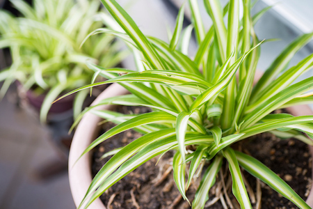 3 Houseplants Perfect for Entry-Level Gardeners