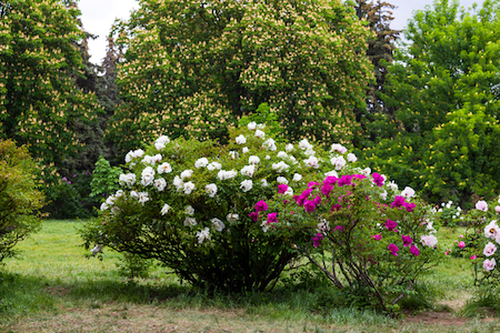 Choosing the Best Trees and Shrubs for Your Yard
