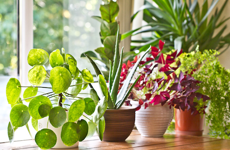 3 Beginner Houseplants to Freshen Up Your Space