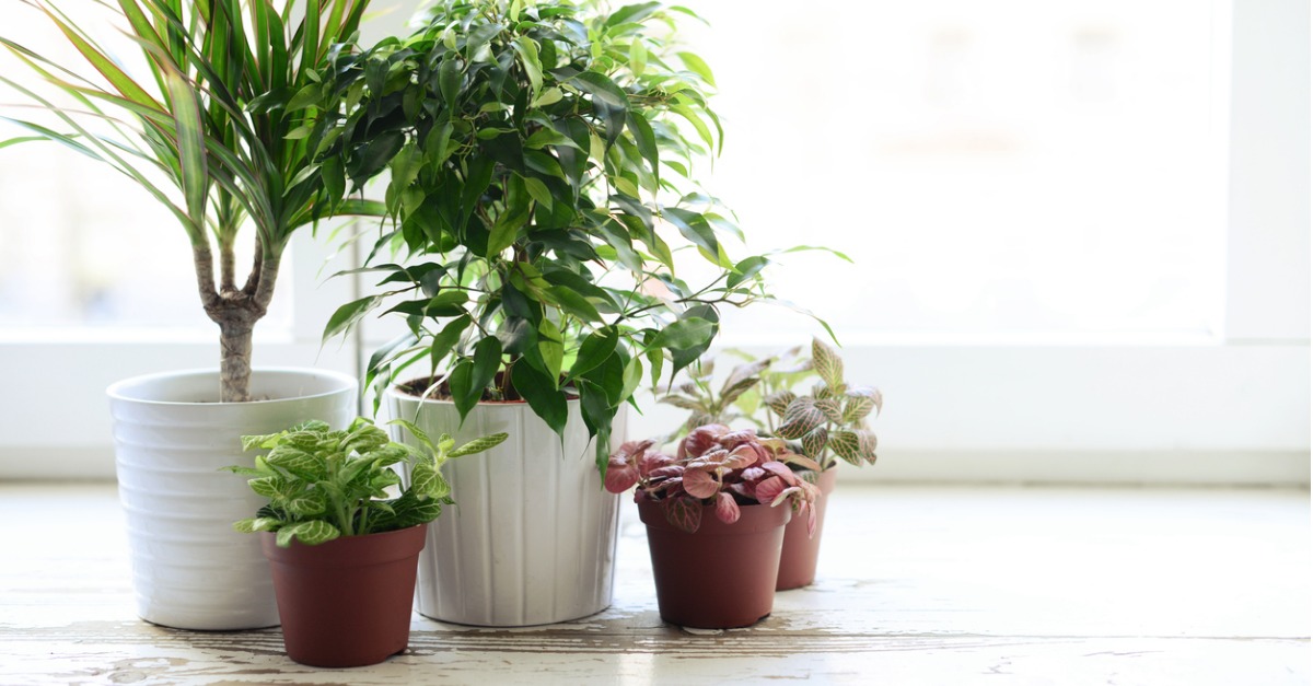 How to Choose the Best Houseplants