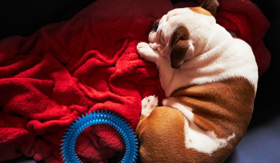 How to Prep Your Dog for a Kennel Stay