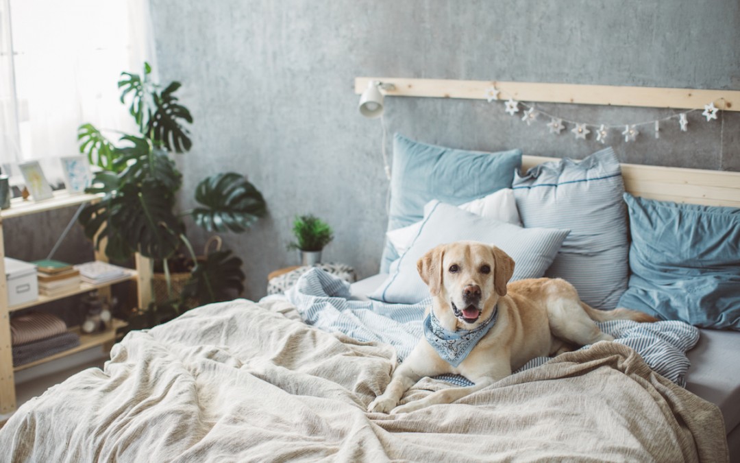 Clearing Out the Pet Smell in Your New Home