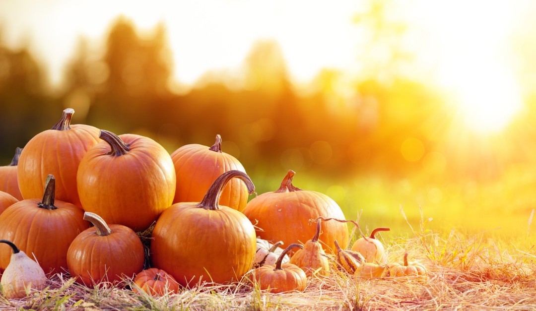 4 Pumpkin Ideas (That Don’t Involve Pie)