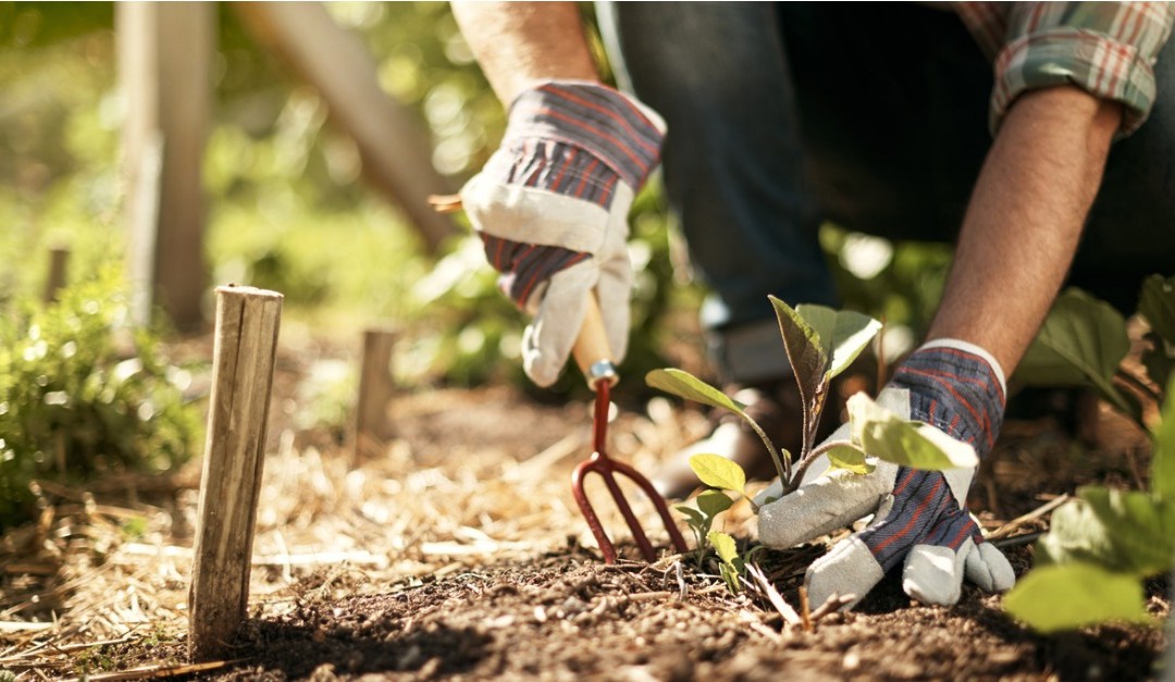 7 Simple Gardening Skills Anyone Can Master