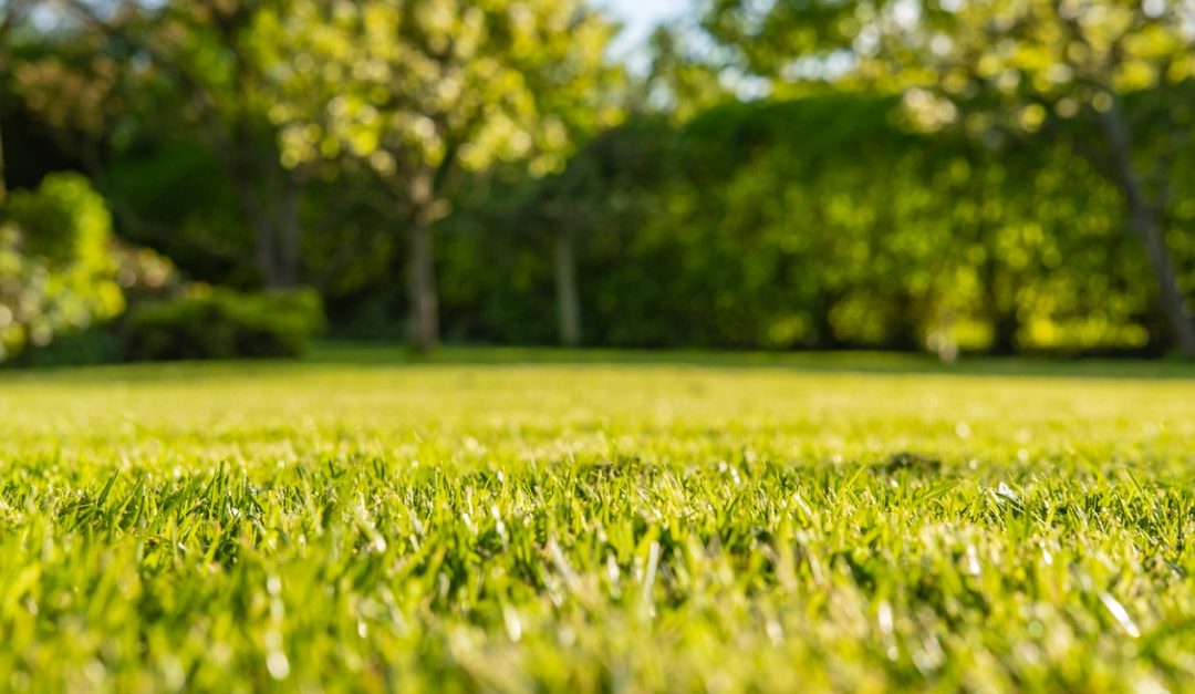 How to Tell If a Yard Is Big Enough for Your Family