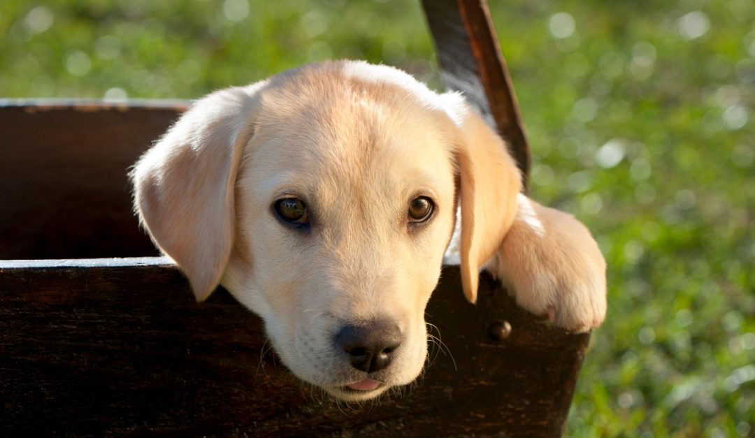 Helping Your Child Adjust to a New Pet