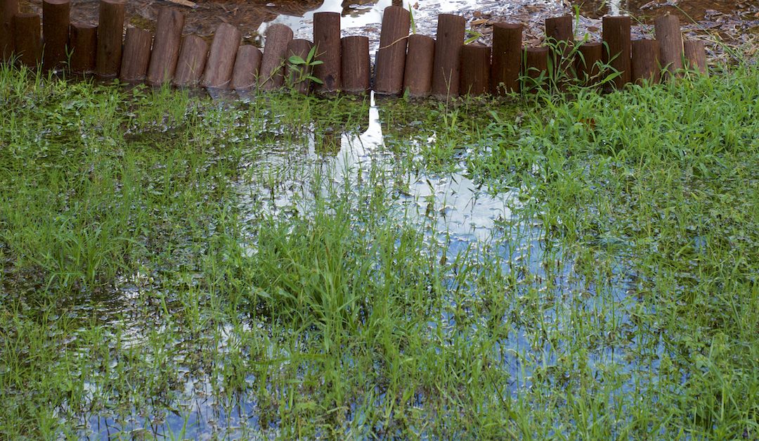 What to Do If Your Yard Floods When It Rains