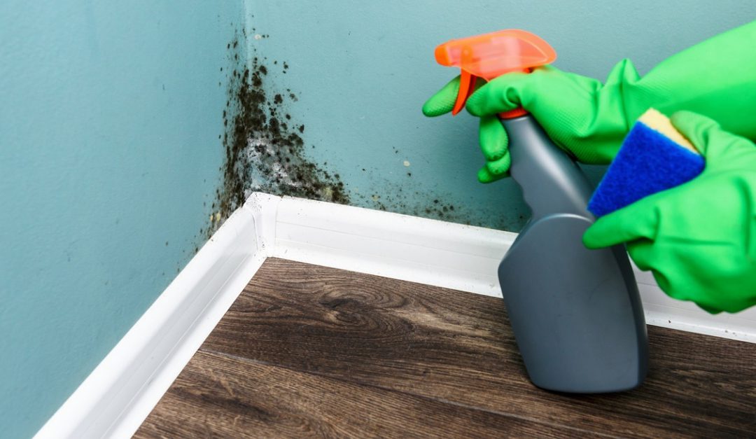 How to Prevent Mold in Your House