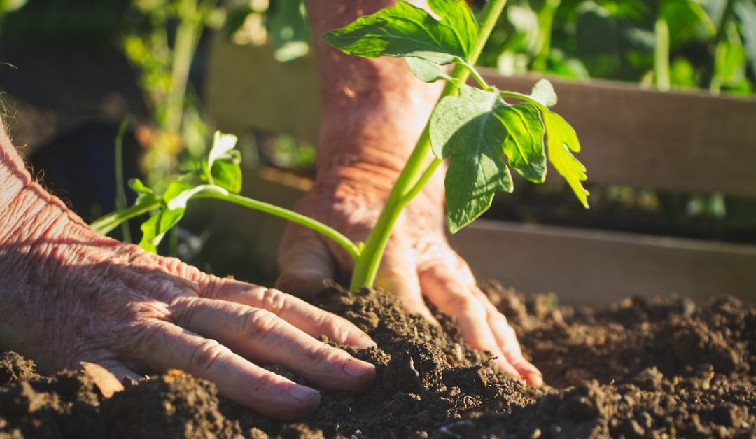 A Garden To-Do List You Can Start Right Now