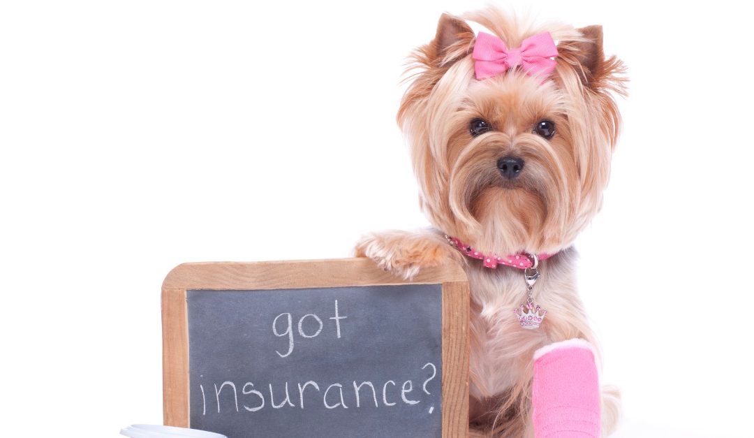 What You Need to Know About Pet Insurance Before Choosing a Policy