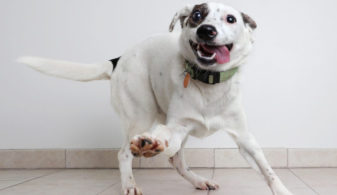 Clever Ways to Entertain Your Dog