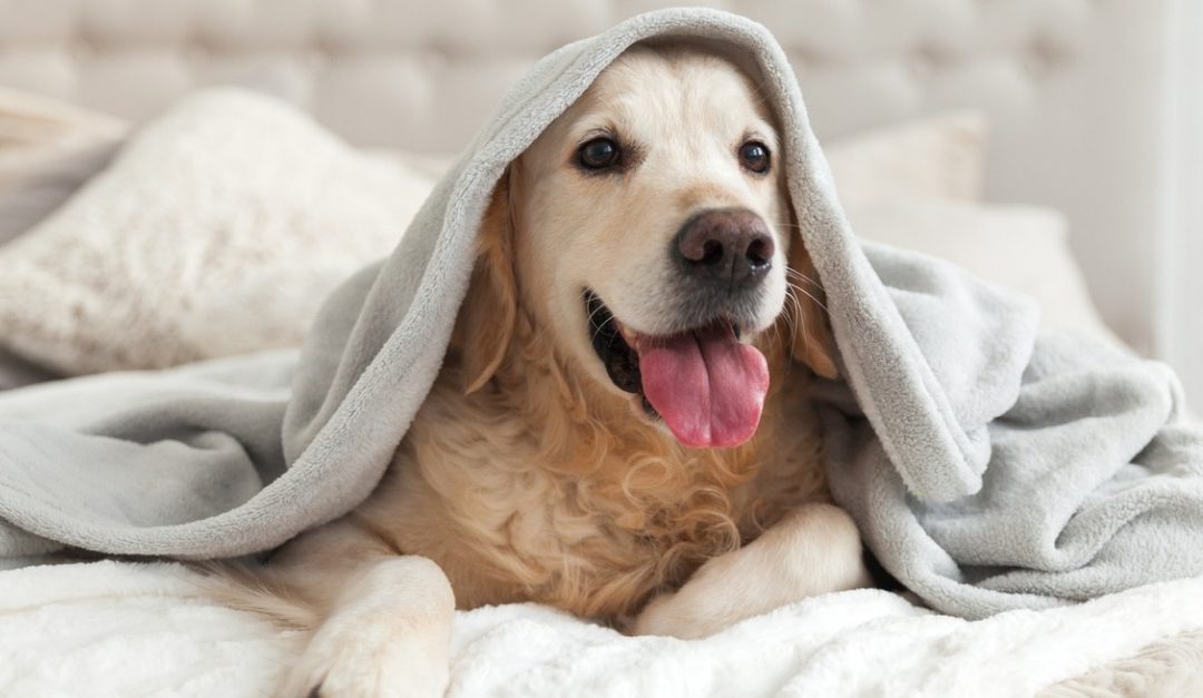 A Home Search for the Dogs