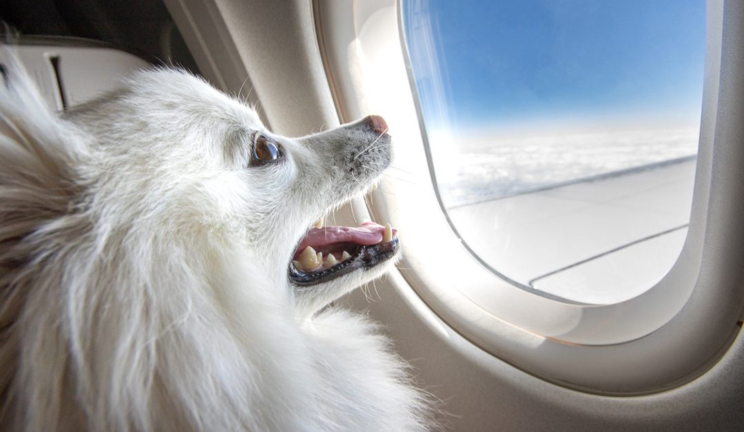 How Do Travelers Feel About Pets on Planes?