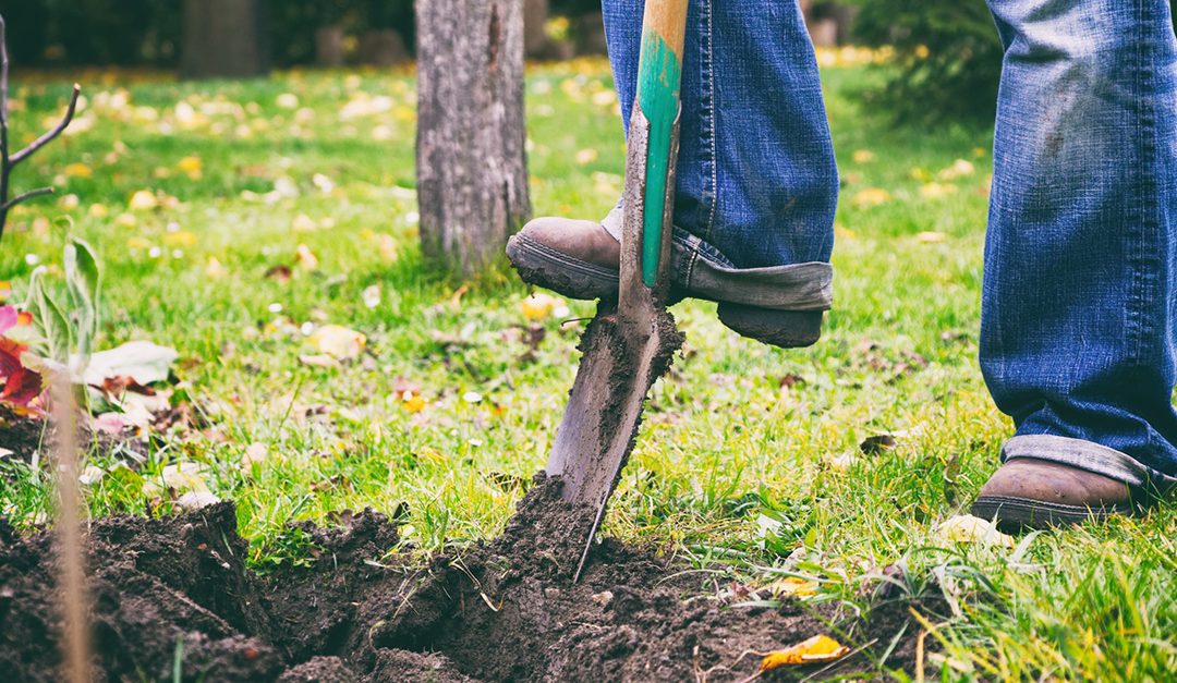 Give Your Garden Some TLC Before Spring