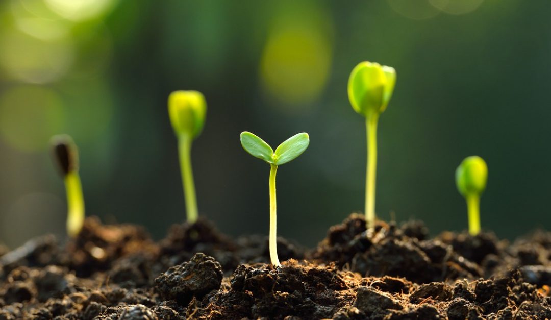 5 Edible Landscaping Ideas for Your Yard