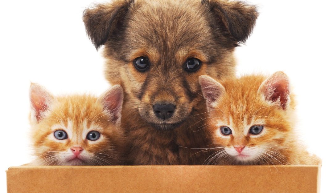 A Pet Owner’s Guide to Finding an Apartment