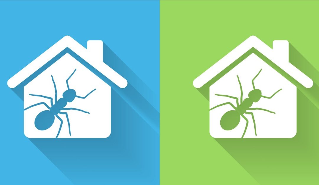 5 Tips to Keep Your Home Ant-Free