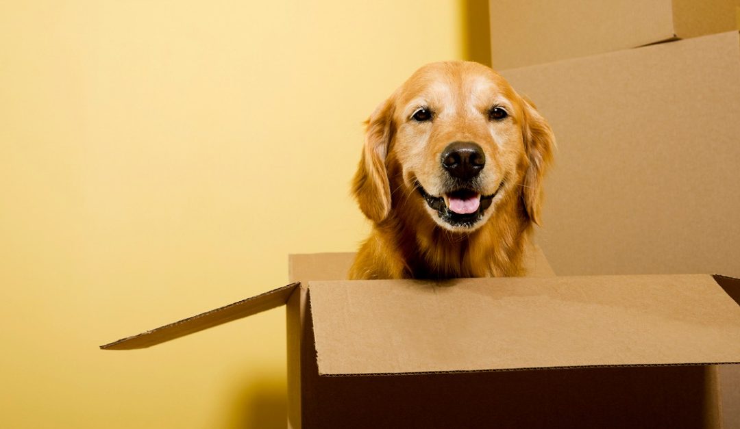 Tips for Moving With Pets