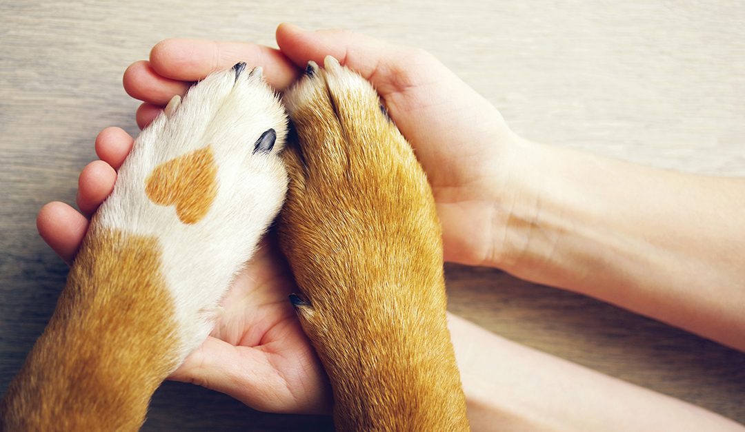 Pet Insurance Helps REALTORS® Keep Fido and Fluffy Happy, Healthy