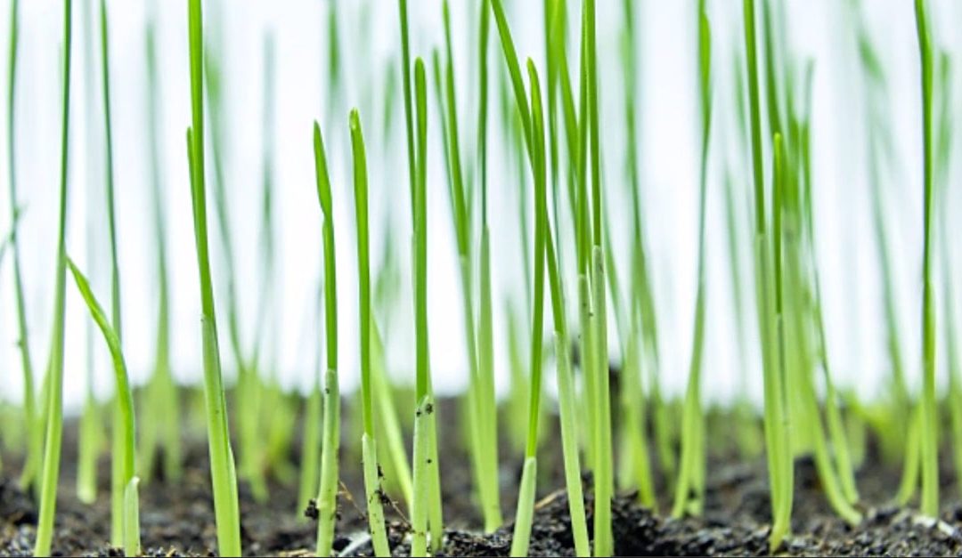 How to Be an Eco-Friendly Gardener