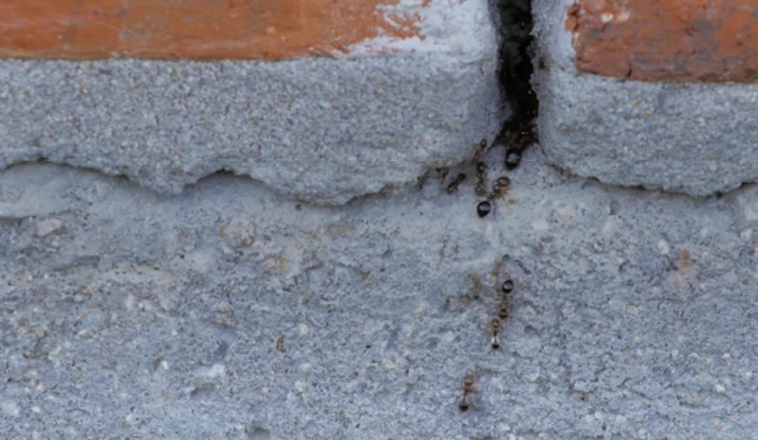 How to Keeps Ants Out of Your Home
