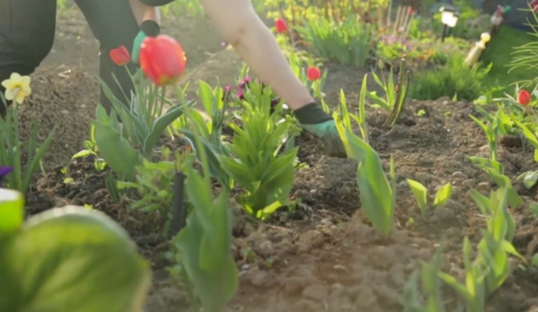 Landscaping Tips for Water Efficiency