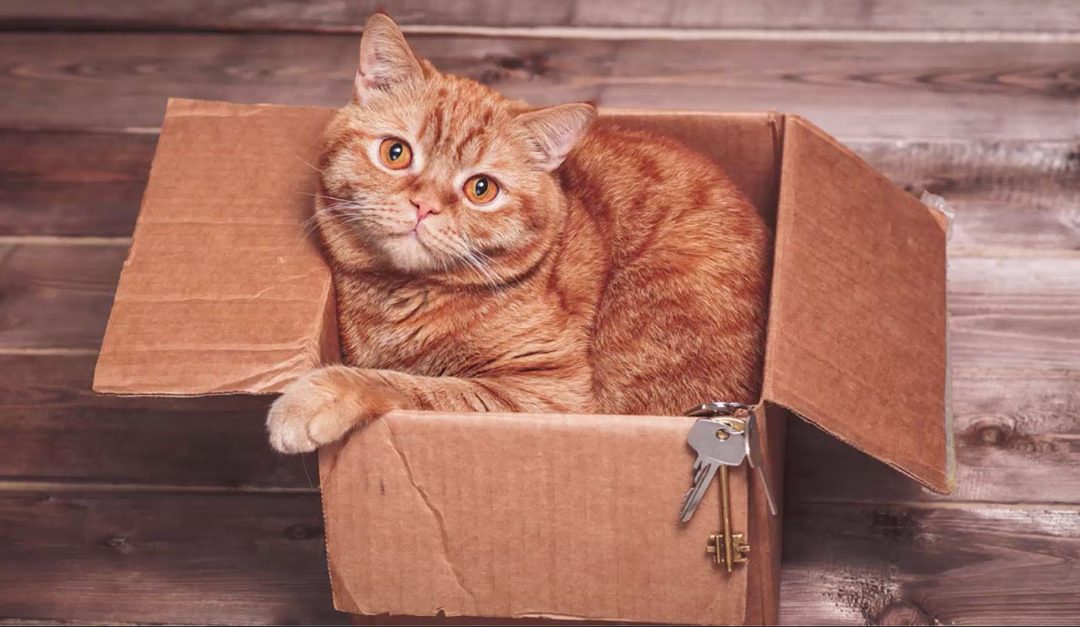Keeping Pets Comfortable During a Move
