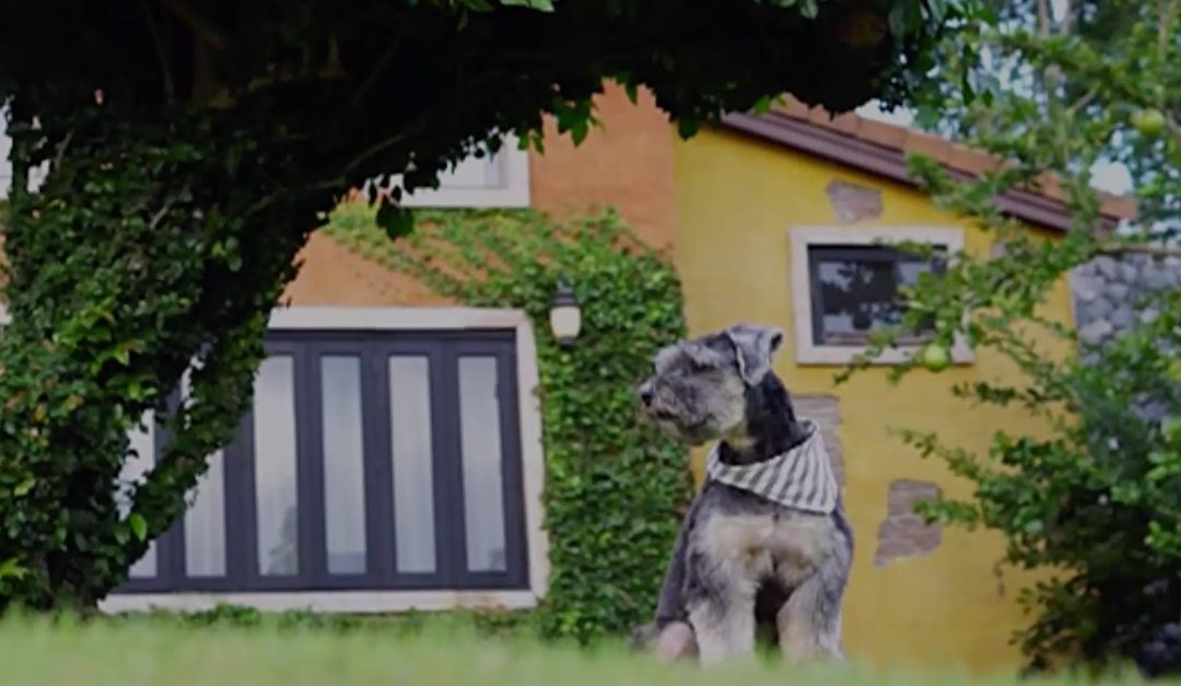 Don’t Let Pets Prevent Your House From Selling