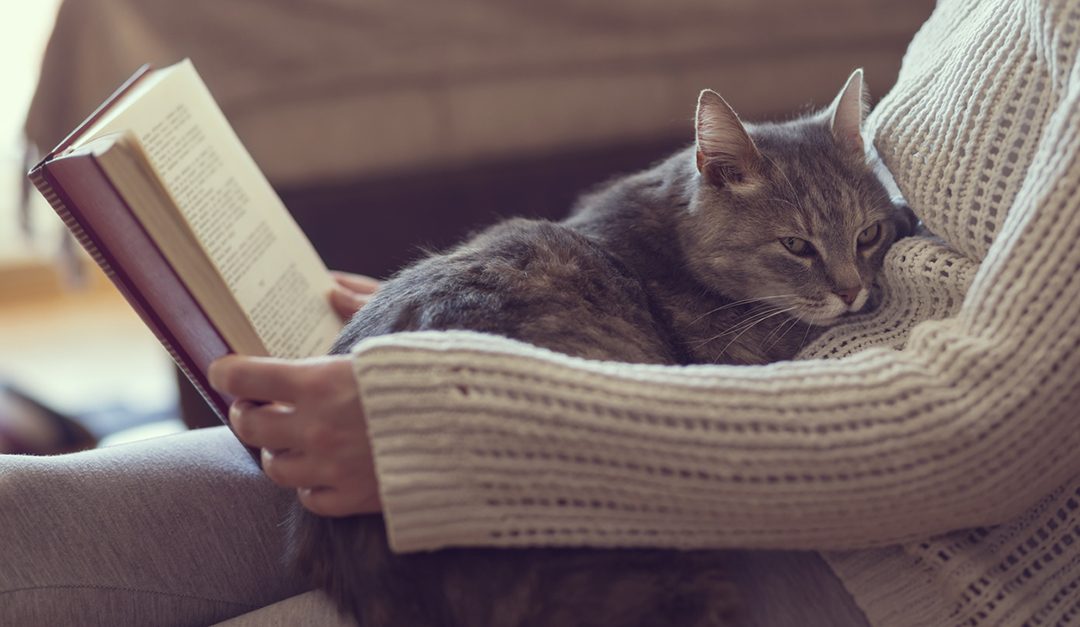 Pet Safety for Independence Day