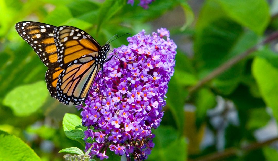 5 Shrubs to Beautify Your Garden