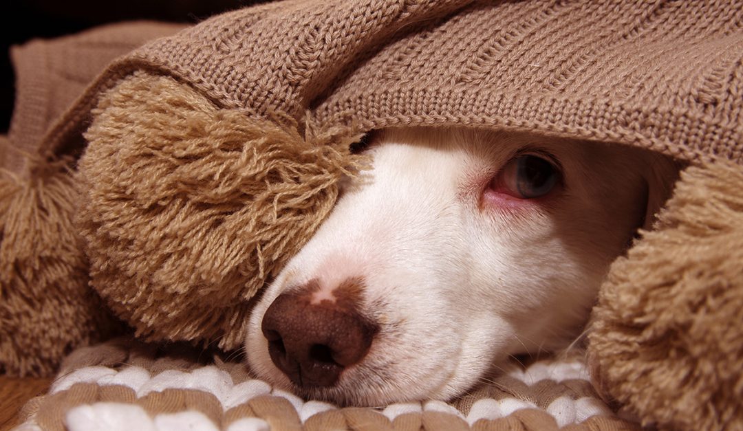 4 Ways to Make Your Pet Feel Safe and Secure This Fourth of July