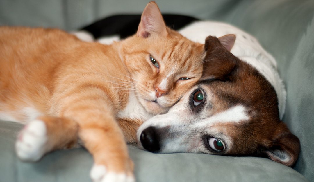 Simple Tips to Keep Your Four-Legged Friends Safe This Independence Day