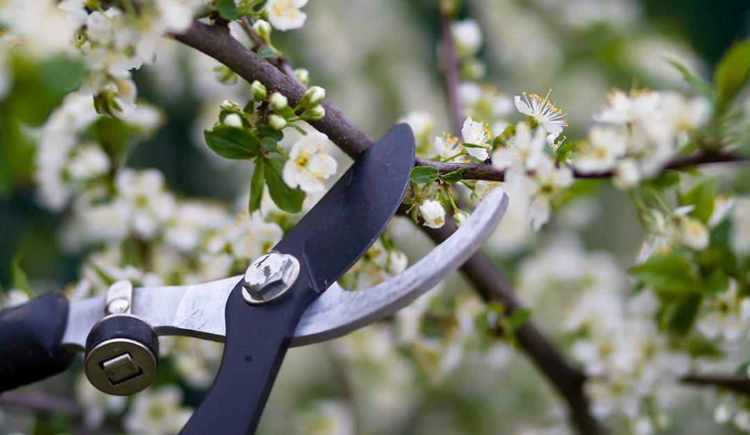To Prune or Not to Prune? Plant Maintenance Tips