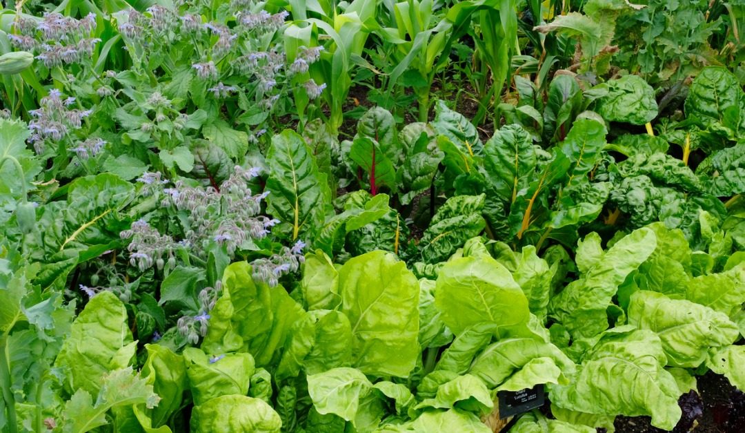 Concerned About Climate Change? Plant a Victory Garden