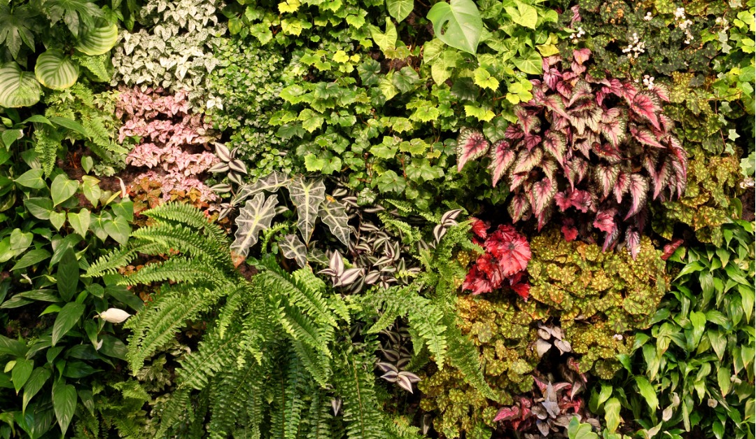 What You Need to Know About Indoor Vertical Gardens