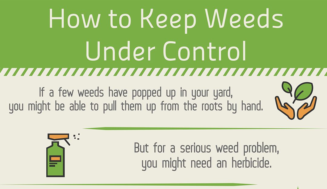How to Keep Weeds Under Control