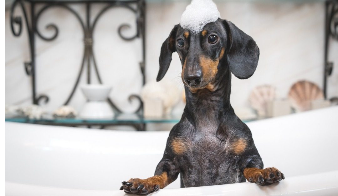 5 Steps to DIY Dog Grooming