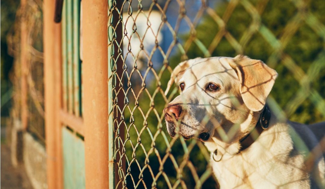 What to Do If Your Dog Is a Nuisance to Your Neighbors